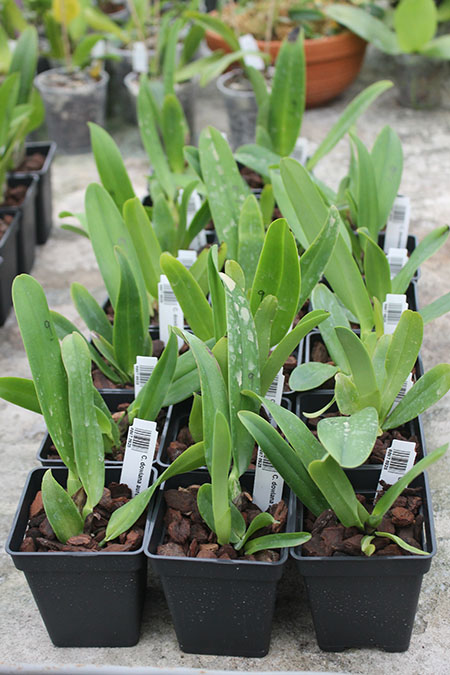 Cattleya dowiana aurea Hui Yun.jpg