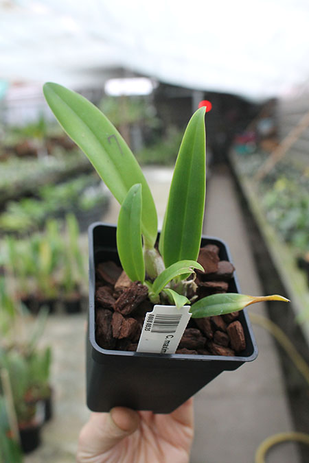 Cattleya maxima coerulea.jpg