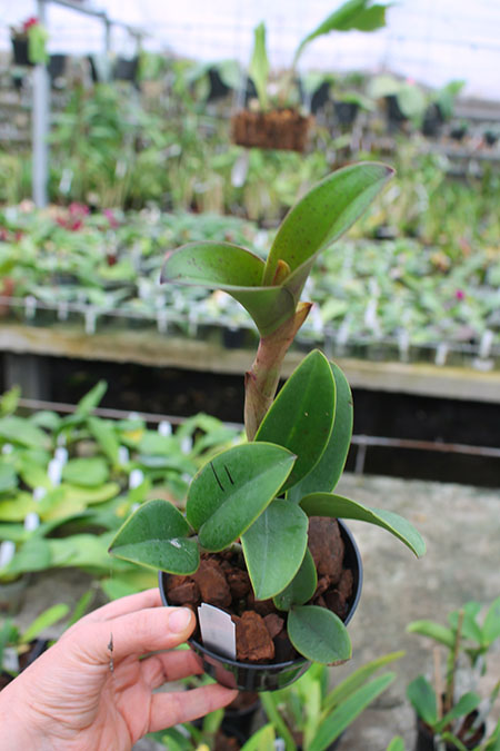 Cattleya violacea.jpg
