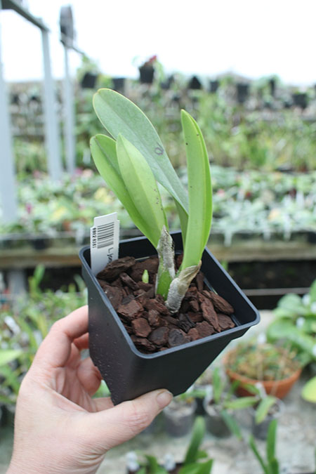 Laelia jongheana.jpg