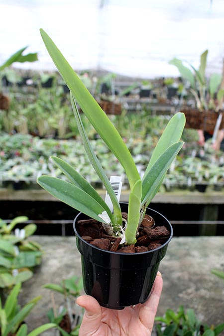 Cattleya maxima semi alba.jpg