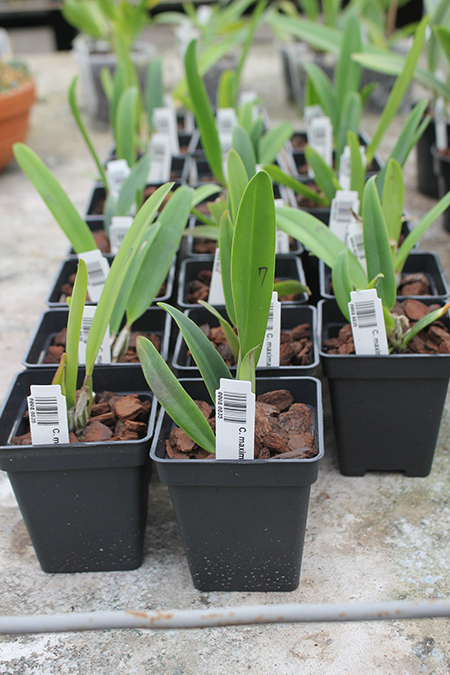 Cattleya maxima coerulea.jpg