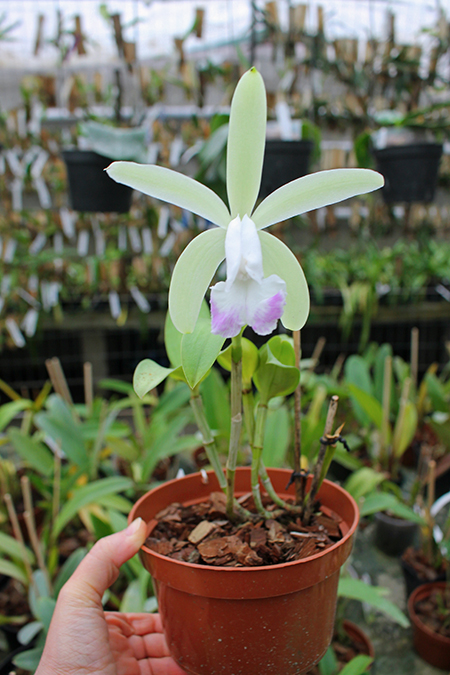 Cattleya intermedia var irrorata.jpg