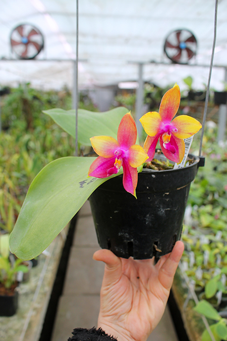 Phalaenopsis LD's Bear King 'YK-14' x Miro Super Star.jpg