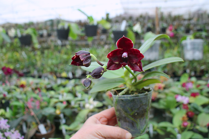 Phalaenopsis Diamond Beauty '1202' x Mituo Reflex Dragon 'B-1'.jpg