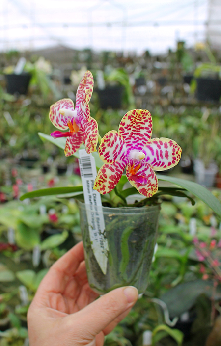 Phalaenopsis Diamond Beauty '1202' x Mituo Reflex Dragon 'B-1'.jpg