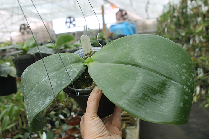 Phalaenopsis Chienlung Sweetheart x gigantea.jpg