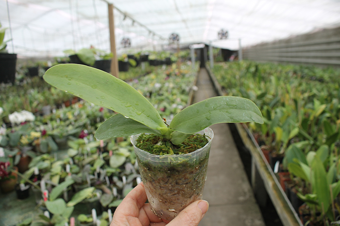 Phalaenopsis Natasha 'Aiko'.jpg