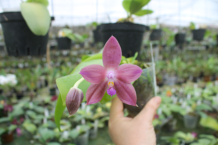 Phalaenopsis LD's Bear King 'YK-10' x spesiosa 'Blue'.jpg