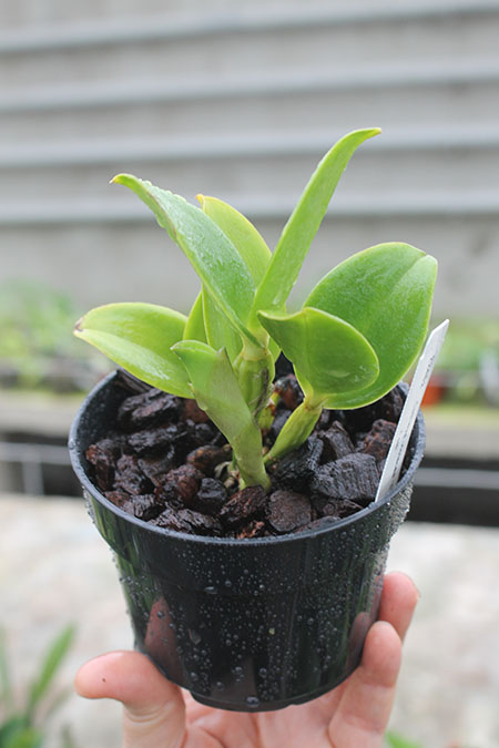 Cattleya violacea 'Snow Blaze' x self.jpg