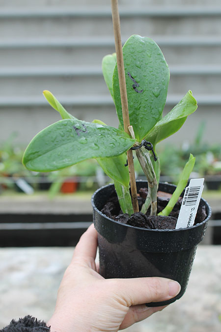 Cattleya violacea alba.jpg
