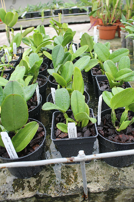 Cattleya violacea semialba ('Snowfire' x 'Incredible Flame').jpg