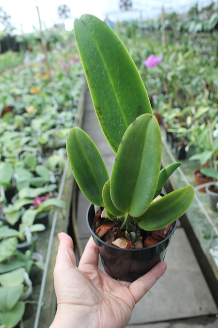 Cattleya jenmanii rubra ('HR Red Lip' x 'HR Grand Ruby').jpg