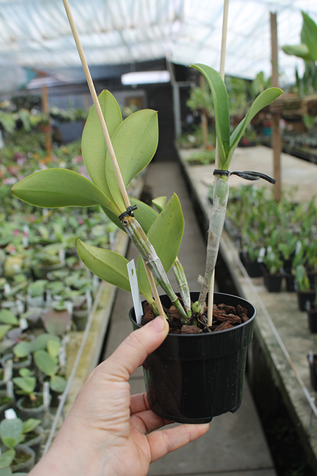 Cattleya violacea suavissima 'Coronet'.jpg