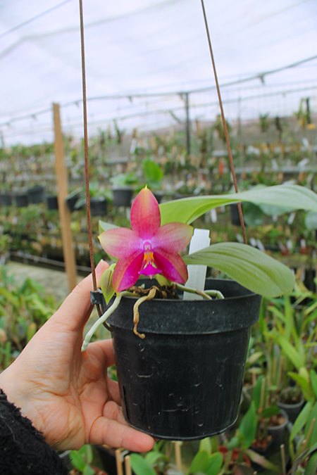 Phalaenopsis LD's Bear King 'YK-14' x Miro Super Star.jpg