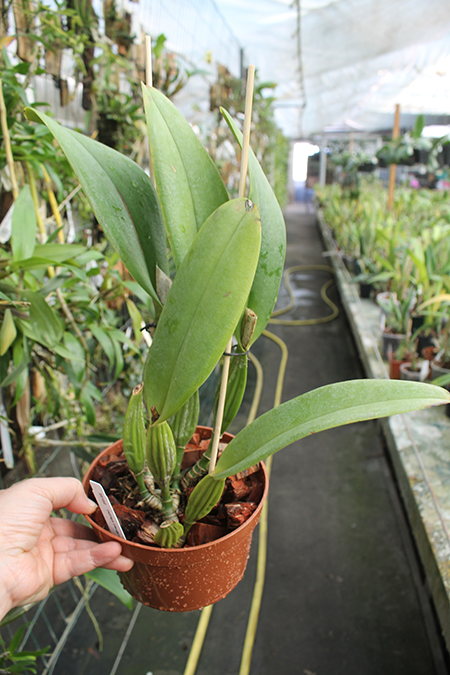 Cattleya trianae coerulea (H&R).jpg