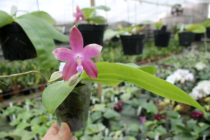 Phalaenopsis LD's Bear King 'YK-10' x spesiosa 'Blue'.jpg