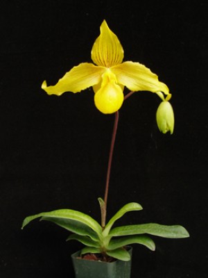 Paph. Golden Millennium