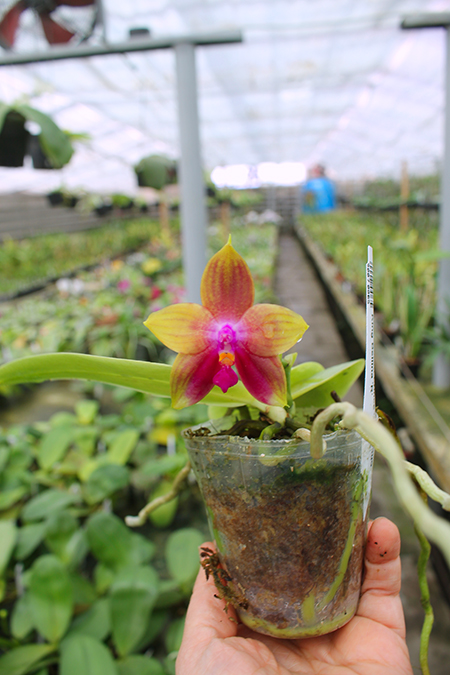 Phalaenopsis Mituo Prince 'Y' x Mituo King Bellina 'R'.jpg