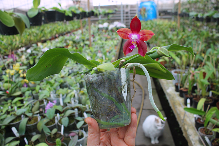 Phalaenopsis Tying Shin Fly Eagle.jpg