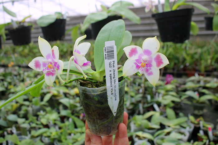Phalaenopsis Zheng Min Muscadine '323' x speciosa '41-S'.jpg