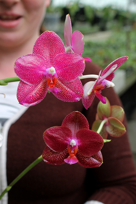 Phalaenopsis Mituo Sun 'Mituo #1' x Ld's Bear King 'YK-10'.jpg