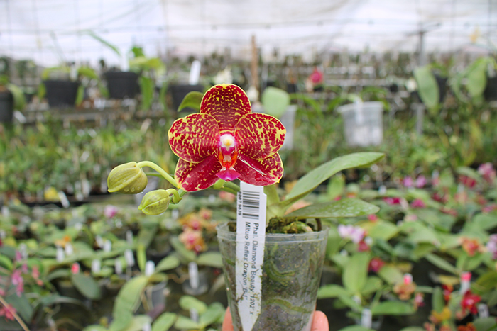 Phalaenopsis Diamond Beauty '1202' x Mituo Reflex Dragon 'B-1'.jpg