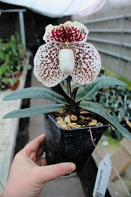 Paphiopedilum godefroyae P729.jpg