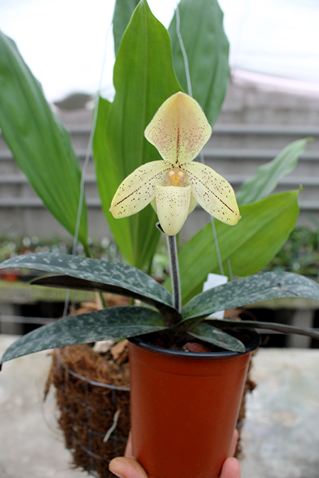 Paphiopedilum concolor striatum.jpg