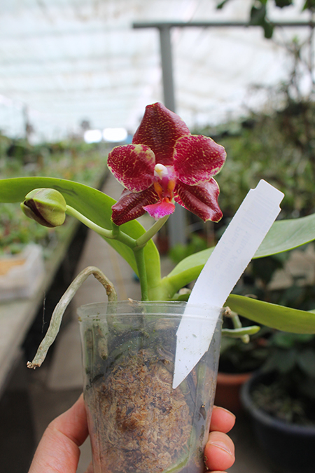 Phalaenopsis Mituo Sun 'Mituo#2' x Mituo King Bellina.jpg
