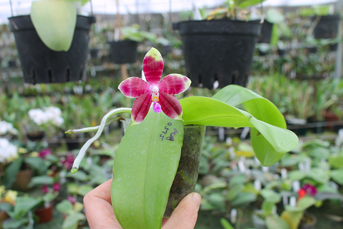 Phalaenopsis LD's Bear King 'YK-10' x spesiosa 'Blue'.jpg