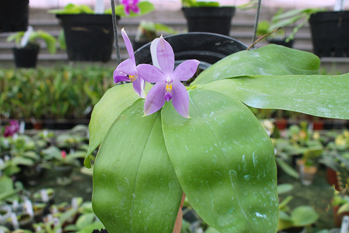 Phalaenopsis (tetraspis 'Su's Bluish' x violacea coerulea).jpg