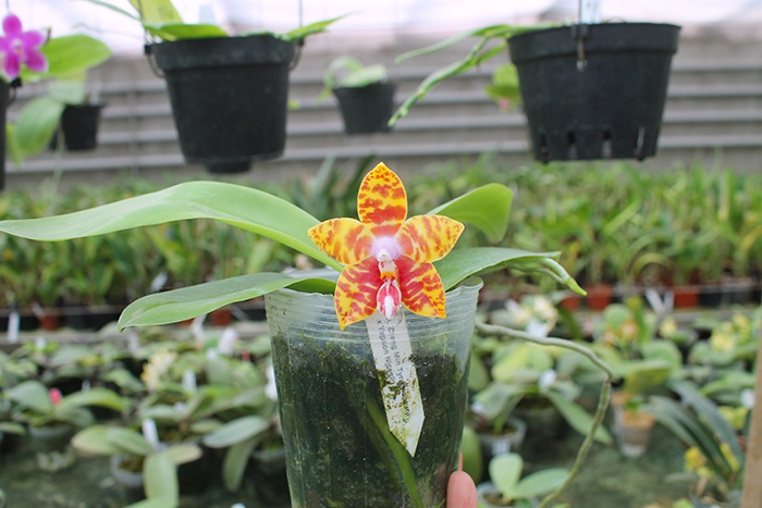 Phalaenopsis Yaphon Nicegirl x Zheng Min Tyrannosaurus.jpg