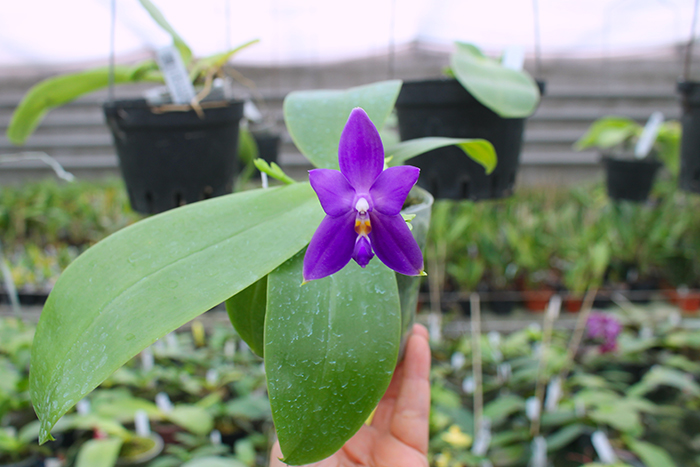 Phalaenopsis violacea indigo x ((tetraspis x speciosa) x violacea indigo).jpg