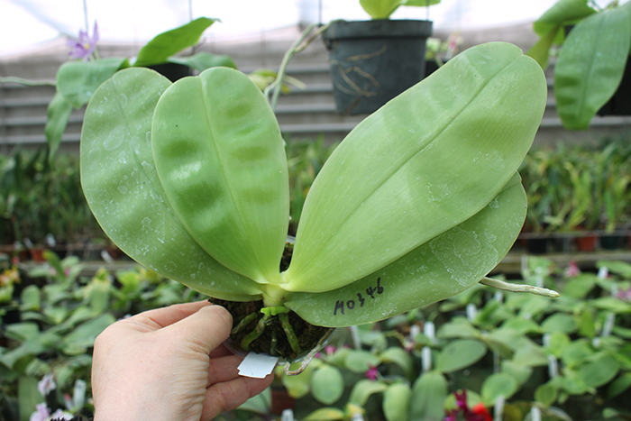 Phalaenopsis Samera Blue 'Mituo#1'.jpg