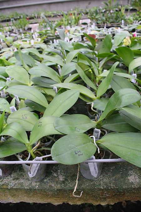 Phalaenopsis Mituo Diamond 'DT Sun'.jpg