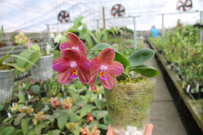 Phalaenopsis Mituo Sun 'Mituo #1' x Ld's Bear King 'RK-1'.jpg