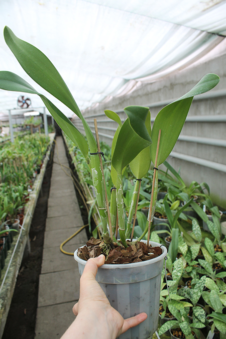 Brassolaeliocattleya Don De Michaels 'Z995' x Brassavola digbyana 'Mr Pig'.jpg