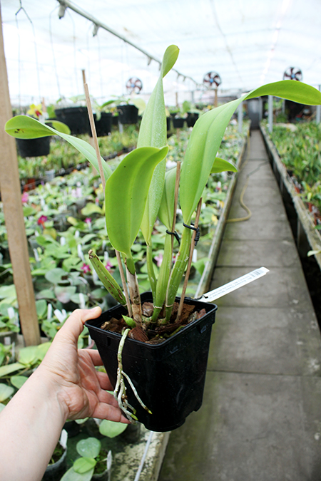 Brassolaeliocattleya Success Dream 'Miracles'.jpg