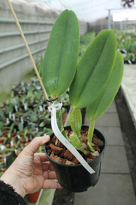 Cattleya gaskelliana coerulea (12-1) x coerulea (11-1).jpg