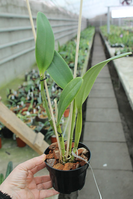 Cattleya bowringiana suave 'Tower Grove' x labiata alba 'HI'.jpg