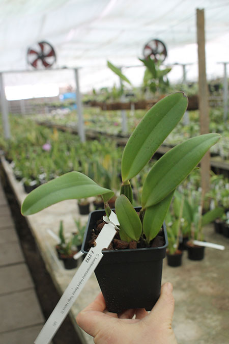 Cattleya lueddemanniana (rubra flamea 'Tango' x escura '3').jpg