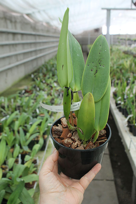 Cattleya warneri concolor 'Z-300' x warneri striata 'EC'.jpg