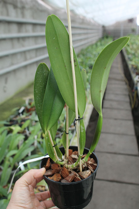 Cattleya trianae 'Fine Variety' (98-8) x Cattleya trianae 'Junio' (12-8).jpg