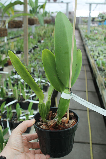 Cattleya percivaliana tipo select XXX x 'Summit - Mutante'.jpg