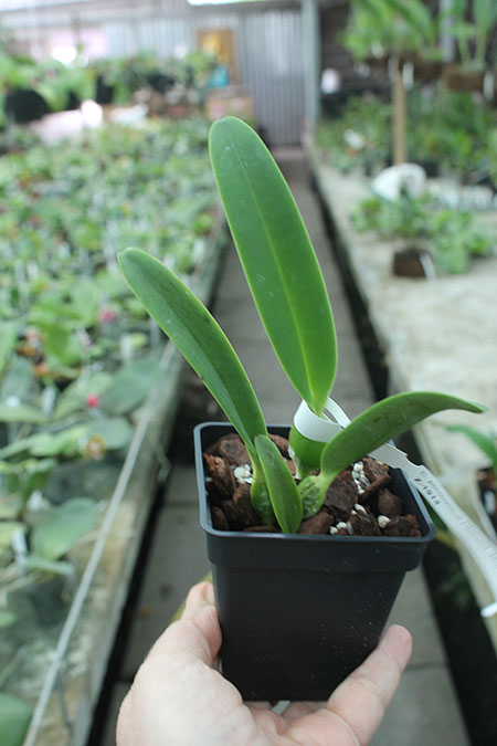 Cattleya percivaliana ('Summit -Mutant' x 'Thiago').jpg