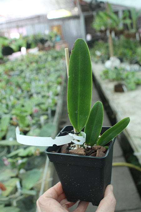 Cattleya quadricolor ('Sombrero' x flamea 'AWZ').jpg