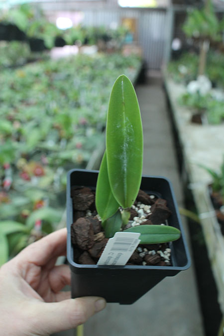 Cattleya quadricolor flamea 'All Star' x quadricolor 'AWZ'.jpg