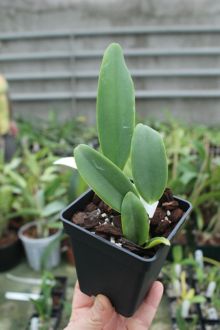 Cattleya Whitei alba (warneri alba x schilleriana alba).jpg