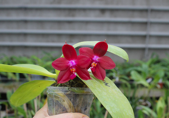 Phalaenopsis LD's Bear King 'RK-6'.jpg